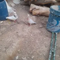 کبوتر جایزان