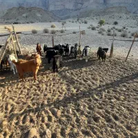 فروش چند عدد پازن و یک عدد بز قصر   جفتی 70