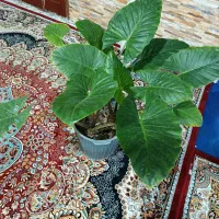 گل بابا آدم