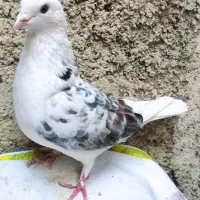 کفتر موش پانر