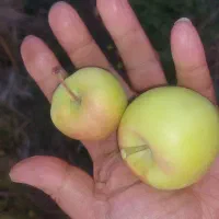 سیب چیده شده