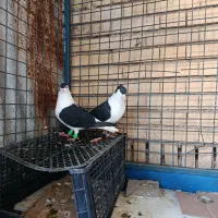 کبوتر  دوبالی|پرنده|باغ ملک, |دیوار