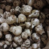 خرید و فروش موسیر
