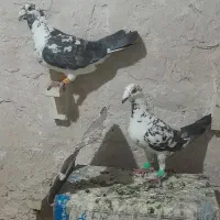 کفتر