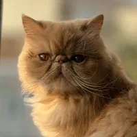 گربه ماده آماده باروری جهت جفتگیری