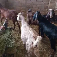 فروش ۸ راس بز پاکستانی زایده شیرا تضمینی