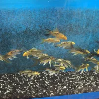 ماهی کوی ژاپنی باله بلند دو و پنج بندی|ماهی|زبرخان, |دیوار