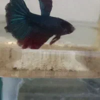 ماهی فایتر قیمت ارزان