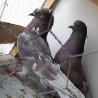 کبوتر. نرو ماده سرخ عتیقه.