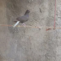 یه زیل و سرکه ای دمسفید مقلف و یه خوشرنگ