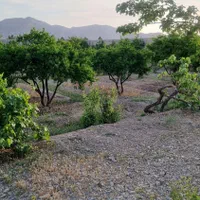 فروش باغ۲۴۰۰ متری در جلال آباد