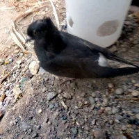 یک عدد زاغ دمسفید جوجه ی لق نرکلایی