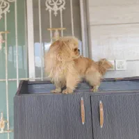 سرگرمی لوازم جانبی حیوانات|سگ|شاندیز, |دیوار