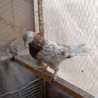 کفتر سرور قدیمی