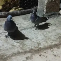 یک جفت سبز هما پرپا|پرنده|ریگان, |دیوار