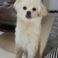 سگ مهربون آرام