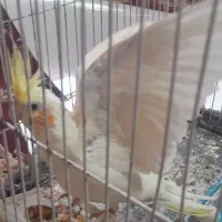 عروس هلندی لوتیتو ماده آماده جفت گیری