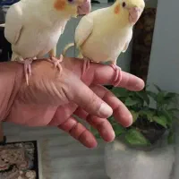 عروس هلندی|پرنده|آبیک, |دیوار