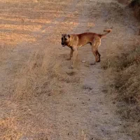 سگ سرابی|سگ|بستان آباد, |دیوار