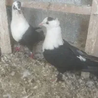 نرماده کله سفید