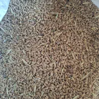 ذرت.گندم دیم دامی وخورده گندم
