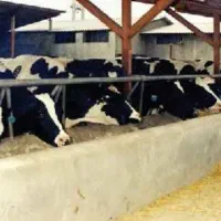 گاوداری صنعتی جیرفت|فروش دفتر صنعتی، کشاورزی، تجاری|کرمان, |دیوار