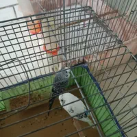 فروش فوری مرغ عشق