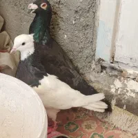 طوقی سیاه وکله تهرانی و زاغ اگزبیشن هومر