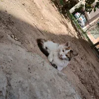 گربه واگذاری|گربه|تبریز, |دیوار