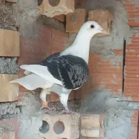 چاپی دوبال|پرنده|گنبد کاووس, |دیوار