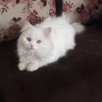 گربه پرشین،قهوه ایی وسفید