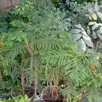 فروش تعدادی از گلهای گلخانه