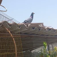 کفتر کیلومتر.