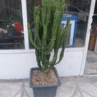 کاکتوس اگاو سانسوریا افوربیا