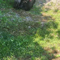 بوقلمون نر و ماده تخمگذار بالغ|حیوانات مزرعه|بابل, |دیوار