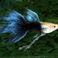 ماهی گوپی . واگذاری