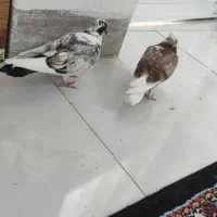 کفتر جوجه|پرنده|شاهرود, |دیوار