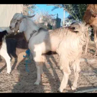 2عدد تریشن چاق و بزرگ هیکل تازه سنشون 7ماه