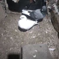 فروش یکجفت کفتر پرشتی ضمانتی مهر خورده