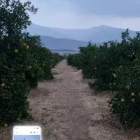 فروش-3-هکتار-باغ-پرتقال