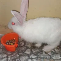 خرگوش لوپ چشم شرابی دستی