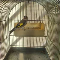 تعداد سهره جوجه قفس امسالی و پارسالی  قرص بخون|پرنده|کرج, باغستان|دیوار