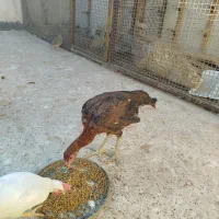 مرغ و خروس لاری اصل و برهما|حیوانات مزرعه|مشهد, شهید آوینی|دیوار