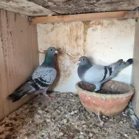 کبوتر مسافتی|پرنده|گنبد کاووس, |دیوار