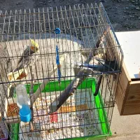 جفت عروس هلندی با چهارتا تخم|پرنده|فومن, |دیوار