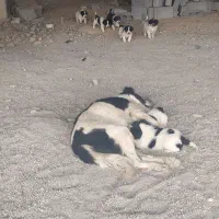 8 تا توله سگ قدریجونی|سگ|لردگان, |دیوار