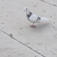 کبوتر فروشی یا معاوضه