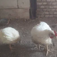 مرغ گوشتی درجه یک