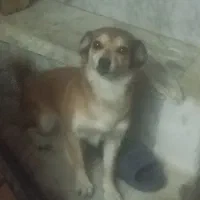 دو عدد توله سگ با نژاد خاص وسه عدد سگ ماده|سگ|حمیدیا, |دیوار