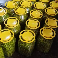 زیتون و روغن زیتون امساله|خوردنی و آشامیدنی|کلاردشت, |دیوار